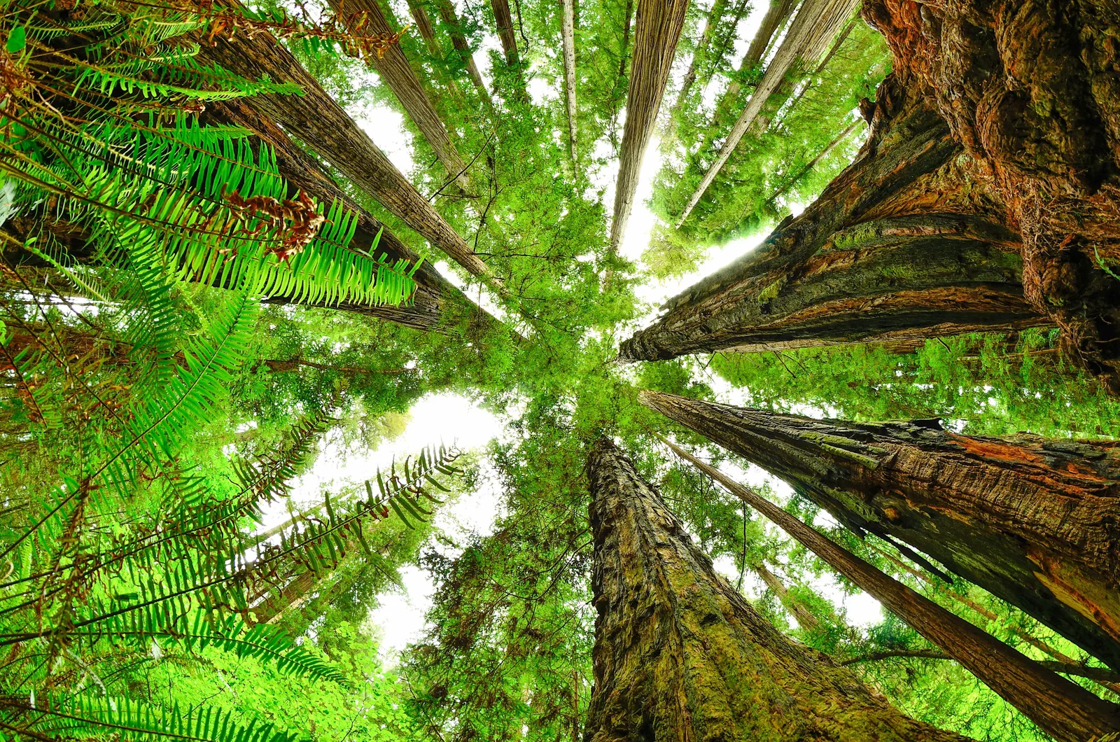 Redwood National Park