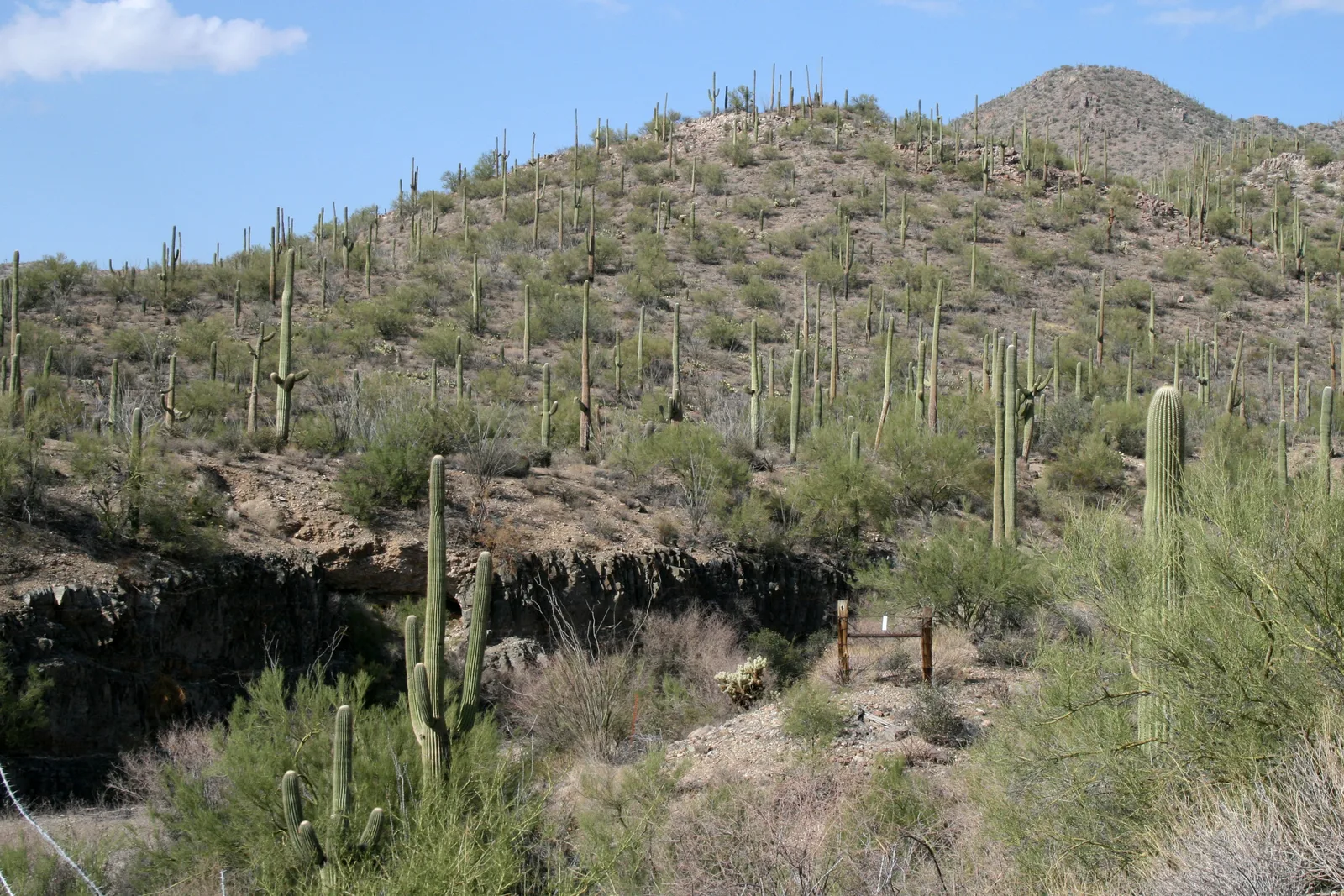 Saguaro National Park