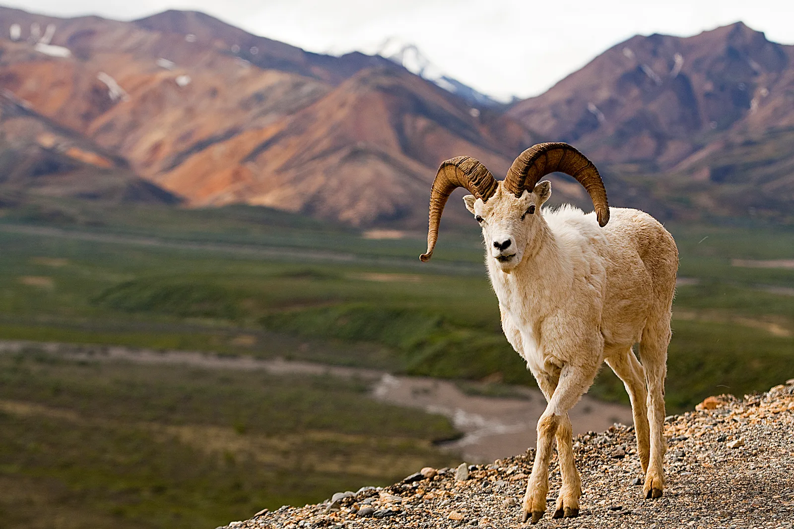 Denali National Park & Preserve